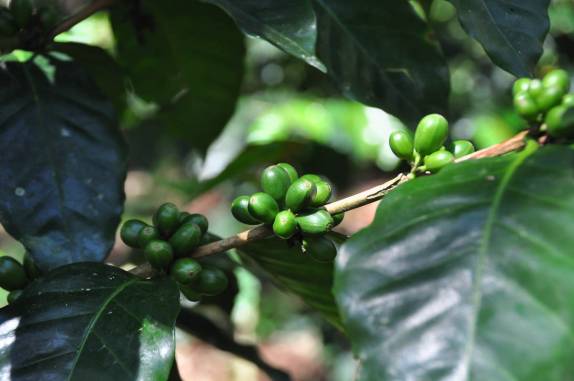 Pé de café carregado na Finca Paraíso, perto do lago Yojoa, região central de Honduras